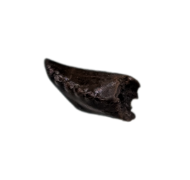 Troodon Tooth, Hell Creek Formation