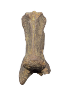 Dromaeosaur (Raptor) Tail Vertebra