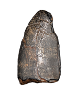 Neovenator Tooth, England, Early Cretaceous