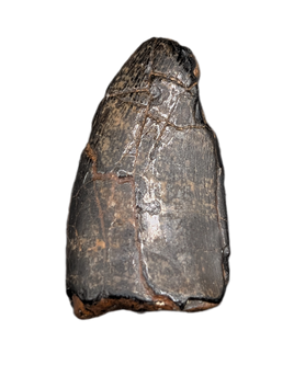 Neovenator Tooth, England, Early Cretaceous