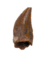 Noasaurid Pre Maxilla Tooth, Kem Kem