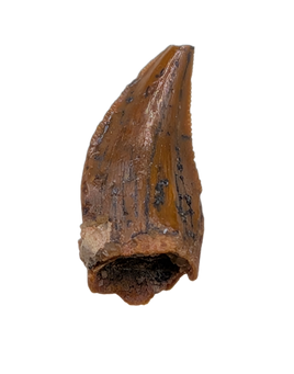 Noasaurid Pre Maxilla Tooth, Kem Kem