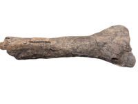 Hypacrosaurus Tibia, Two Medicine Formation
