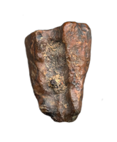 Levnesovia Tooth, Early Hadrosaur, Bissekty Formation, Uzbekistan