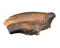 Anzu Foot Claw, Hell Creek Formation