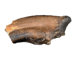 Anzu Foot Claw, Hell Creek Formation