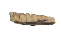 Leptomeryx (Deer like) Mammal Jaw Section with Teeth