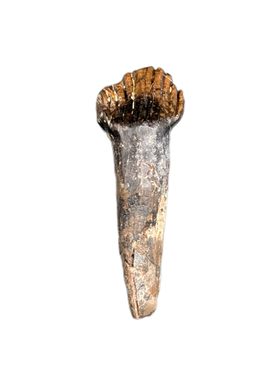 Rooted Thescelosaurus Tooth from the Hell Creek Formation