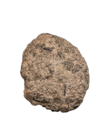 Europelta Scute, Early Cretaceous, Spain