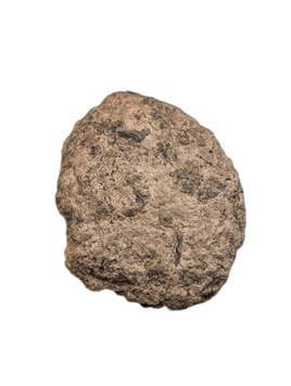 Europelta Scute, Early Cretaceous, Spain