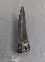 Neovenator Tooth, England, Early Cretaceous