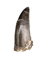 Ceratosaur Anterior Tooth, El Mers Formation