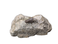 Allosaurus Tooth,  Morrison Formation