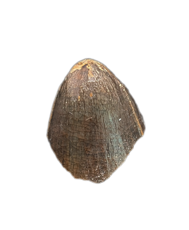 Deinosuchus (Crocodile) Tooth from Texas