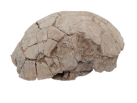Stylemys (Tortoise), White River Group