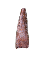 Large Phytosaur Tooth, Bull Canyon Formation