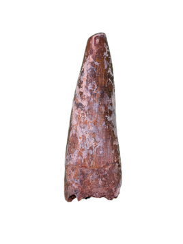 Large Phytosaur Tooth, Bull Canyon Formation