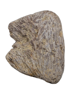 Nodosaur (Edmontonia?) Armor (Scute), Judith River Formation