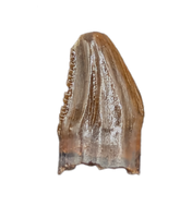 Serrated Pachycephalosaurus Pre-Max Tooth