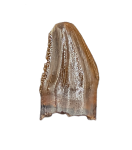 Serrated Pachycephalosaurus Pre-Max Tooth