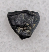 Hungarosaurus, Csehbánya Formation