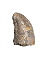Allosaurus Tooth,  Morrison Formation