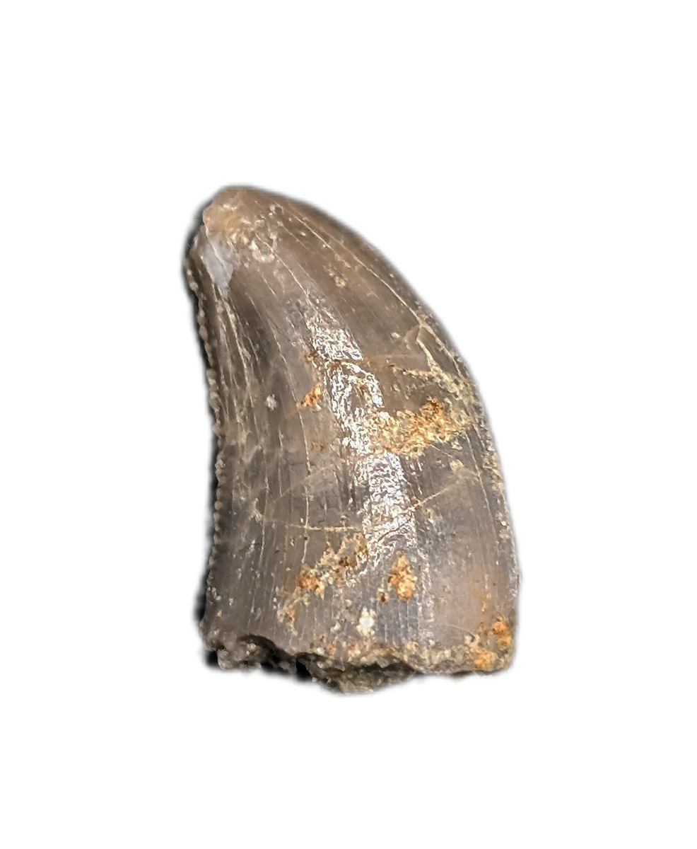 Allosaurus Tooth, Morrison Formation| The Daily Rex