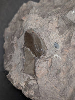 Partial Allosaurus Tooth,  Morrison Formation