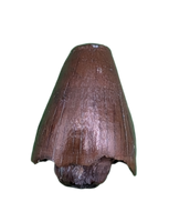 Deinosuchus (Crocodile) Tooth from Texas