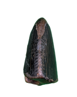 Tyrannosaur Tooth, Judith River Formation