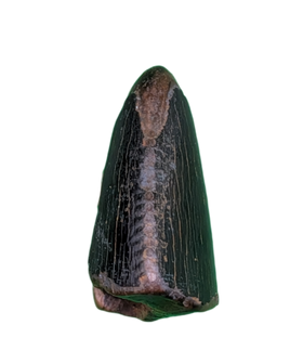 Tyrannosaur Tooth, Judith River Formation