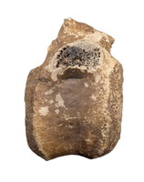 Edmontosaurus Vertebra