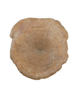 Brachypterigus (Ichthyosaur) Vertebra Jurassic Period, England.