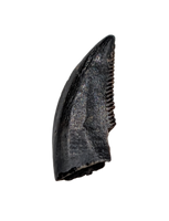 Dromaeosaur (Raptor) Tooth, Judith River Formation