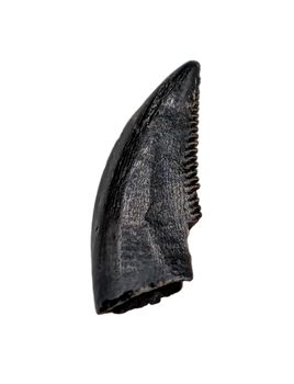 Dromaeosaur (Raptor) Tooth, Judith River Formation
