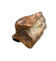Levnesovia Tooth, Early Hadrosaur, Bissekty Formation, Uzbekistan