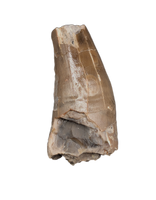 Phytosaur Tooth, Chinle Formation