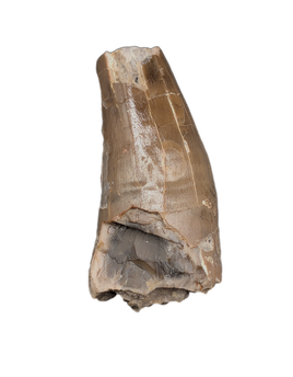 Phytosaur Tooth, Chinle Formation