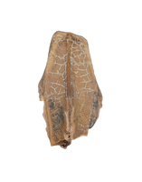 Hadrosauridae Tooth, Aguja Formation, Texas