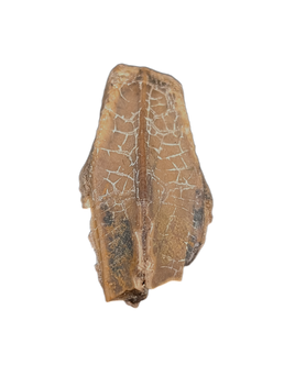 Hadrosauridae Tooth, Aguja Formation, Texas