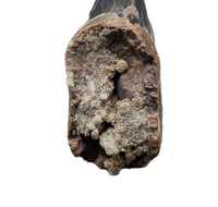 Nanotyrannus Tooth,  Hell Creek Formation