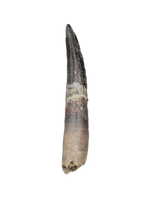 Huge Rooted Diplodocidae Tooth from the Mid Jurassic, Madagascar