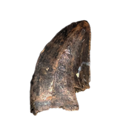 Baby Tyrannosaurus Rex Tooth