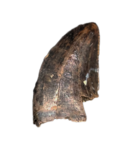 Baby Tyrannosaurus Rex Tooth