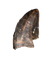 Baby Tyrannosaurus Rex Tooth