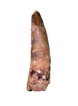Spinosaurus Tooth