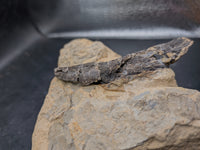 Rooted Allosaurus Tooth from the Morrison Formation