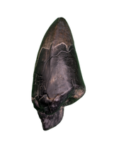 Sarcosuchus Tooth, Giant Crocodile, Niger