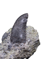 Allosaurus Tooth,  Morrison Formation