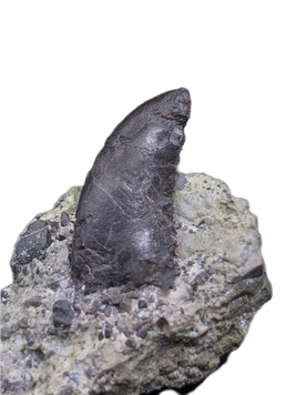 Allosaurus Tooth,  Morrison Formation